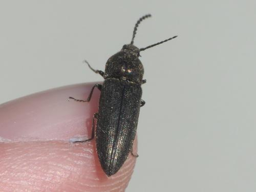 Réf. 229 112 : Cidnopus pilosus